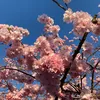 habibtiprincess_