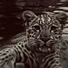 zsh00x