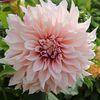 flor6206