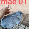 roberto.nery9690