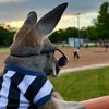roo1464