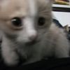 salito_4558
