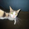 @soy_minimi 🐈