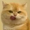 cipaaaaaaaaaaaaaaa_