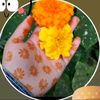 lojjah.boti