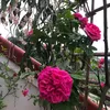 nguyenttt68