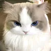 _qtshatri
