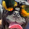 pug_master0205