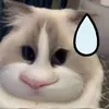 bonggg9.1