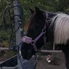 bejkebardos