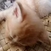 andrei_aye5