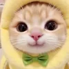 anhqungiang0