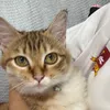 kitkat.hn