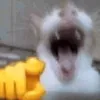 _itz_shou