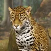 jaguar_339