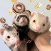 theferretdiaries