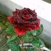 world.for.life.happy
