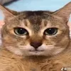 bonngulonkiemduyettiktok