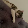 zfan.7