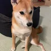 coco787960