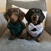 two_mini_daxies