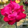 ruba3591