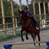 madialyse_horsegirl0