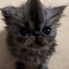little.olive_r