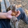 friendofsquirrel