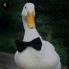 pato_psicologo