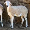 mouhmda.hidane