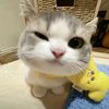 liaaaa551