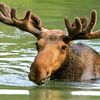 watermeese