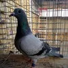 علي العراقي