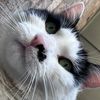 puaxthecat