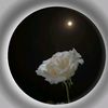 shazia6430