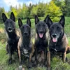 Vie_de_malinois