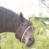joanne.d.arc
