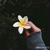 krishna.dhanu5
