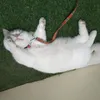 quy_bong