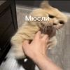 mysliakkk