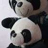pandati31