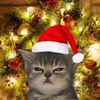 amanda_12budala