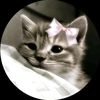 asaldhalad726