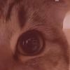 redfoxputplekitty
