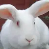 ᶻ 𝗓 𐰁 ᴋᴇндᴀᴧᴧ!! 🐇 [SCP]