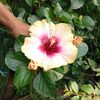 flowers_saerah
