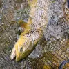 bungeonthefly