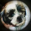 perrito2.6