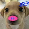 __ngwsn